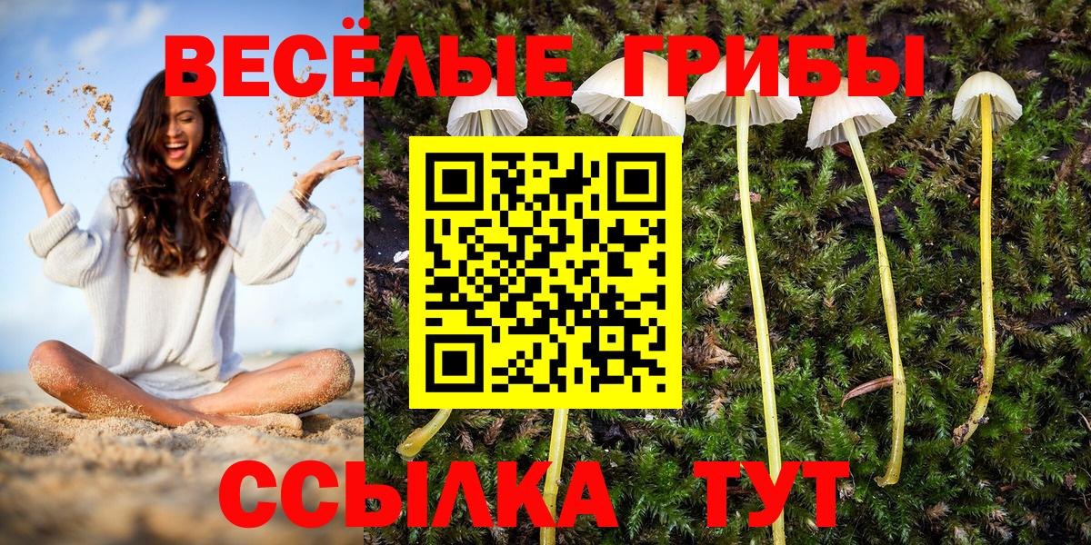 Вольск  Псилоцибиновые грибы Psilocybine cubensis  Вход с VPN 